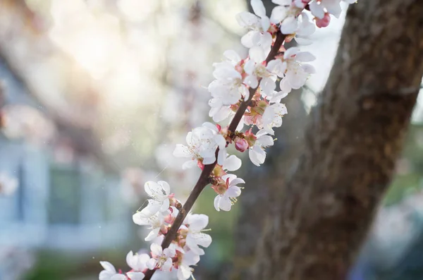 Defocused background with home, sun and flowering branch