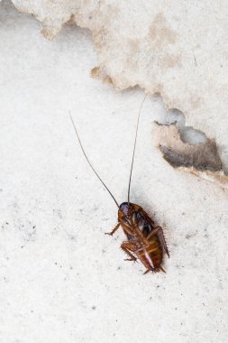 Hamam böceği ölüm temiz sağlıksız katta 