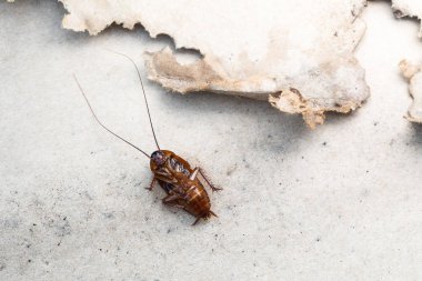 Hamam böceği ölüm yerde