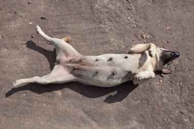 güneşli bir gün ters yolda uyku köpek