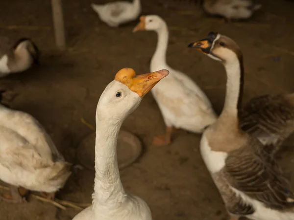 goose in farm pet for food eggs ingredient cooking pet