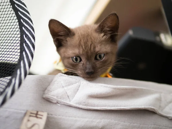 Gatto Gattino Marrone Simpatico Giocoso Animale Domestico — Foto Stock