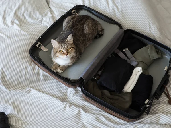 Gato Mascota Listo Para Viajar Dormir Maleta Con Equipaje Cama — Foto de Stock