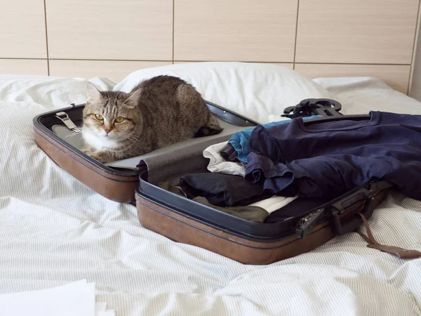 Gato Mascota Listo Para Viajar Dormir Maleta Con Equipaje Cama — Foto de Stock