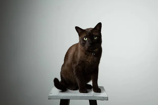 Gatto marrone seduto sulla sedia con illuminazione da studio — Foto Stock