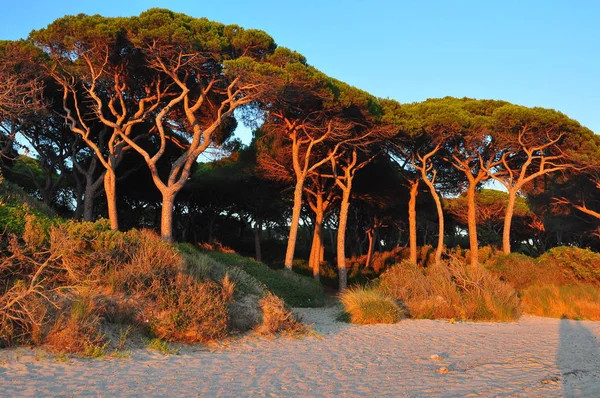 Follonica, İtalya'da ağaçlar dans.