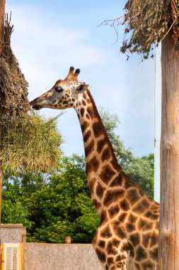 Zürafa closeup önünde Wildlife Park Odessa Ukrayna