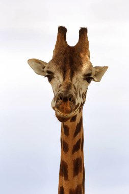 Zürafa closeup önünde Wildlife Park Odessa Ukrayna