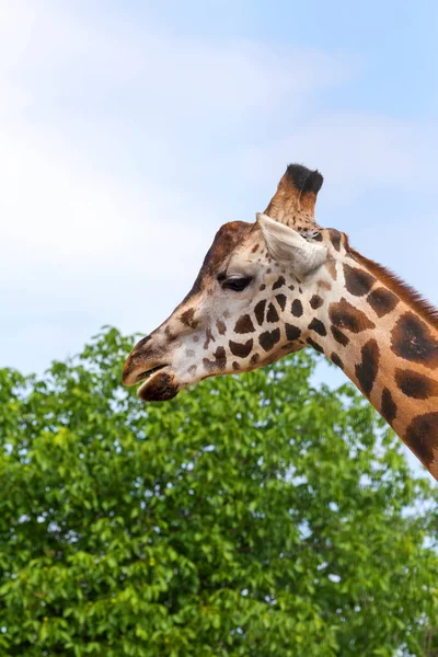 Giraffe Closeup Front Wildlife Park Odessa Ukraine — Stock Photo, Image