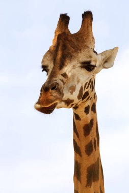 Zürafa closeup önünde Wildlife Park Odessa Ukrayna