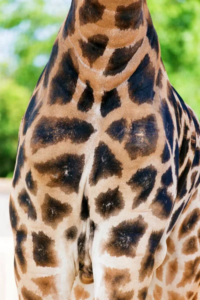 Peau Girafe Cuir Véritable Avec Des Taches Brun Clair Foncé — Photo