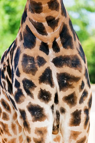 Vera Pelle Giraffa Con Macchie Marrone Chiaro Scuro — Foto Stock