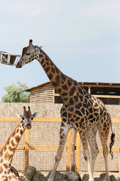 Zürafa Closeup Önünde Wildlife Park Odessa Ukrayna — Stok fotoğraf