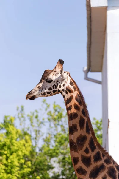 Girafa Close Frente Parque Vida Selvagem Odessa Ucrânia — Fotografia de Stock