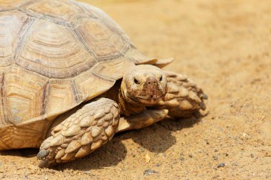 Çok büyük kaplumbağa güçlü sütunlu bacakları ve nispeten küçük bir kafa ile. Odessa biopark kara Kaplumbağa yavaş yaşam.