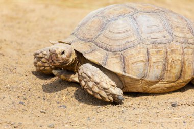 Çok büyük kaplumbağa güçlü sütunlu bacakları ve nispeten küçük bir kafa ile. Odessa biopark kara Kaplumbağa yavaş yaşam.