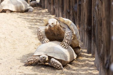 Dev gri kaplumbağalarının çiftleşme. Çok büyük kaplumbağa güçlü sütunlu bacakları ve nispeten küçük kafa ile. Odessa biopark kara kaplumbağaları yavaş hayat.