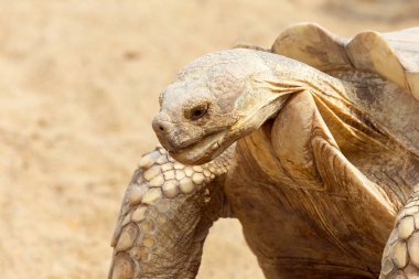 Çok büyük kaplumbağa güçlü sütunlu bacakları ve nispeten küçük bir kafa ile. Odessa biopark kara Kaplumbağa yavaş yaşam.