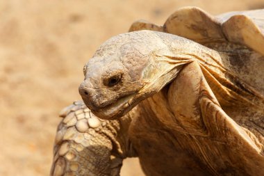 Çok büyük kaplumbağa güçlü sütunlu bacakları ve nispeten küçük bir kafa ile. Odessa biopark kara Kaplumbağa yavaş yaşam.
