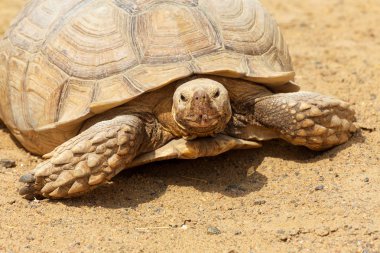 Çok büyük kaplumbağa güçlü sütunlu bacakları ve nispeten küçük bir kafa ile. Odessa biopark kara Kaplumbağa yavaş yaşam.