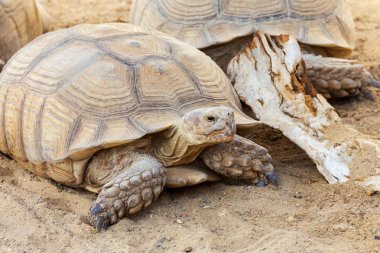 Çok büyük kaplumbağa güçlü sütunlu bacakları ve nispeten küçük bir kafa ile. Odessa biopark kara Kaplumbağa yavaş yaşam.