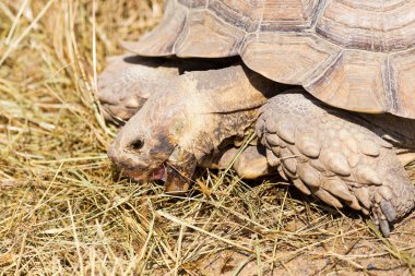 Çok büyük kaplumbağa güçlü sütunlu bacakları ve nispeten küçük bir kafa ile. Odessa biopark kara Kaplumbağa yavaş yaşam.