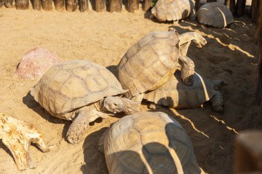 Dev gri kaplumbağalarının çiftleşme. Çok büyük kaplumbağa güçlü sütunlu bacakları ve nispeten küçük kafa ile. Odessa biopark kara kaplumbağaları yavaş hayat.