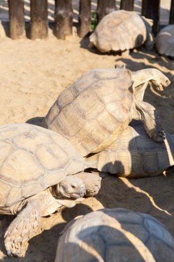 Dev gri kaplumbağalarının çiftleşme. Çok büyük kaplumbağa güçlü sütunlu bacakları ve nispeten küçük kafa ile. Odessa biopark kara kaplumbağaları yavaş hayat.