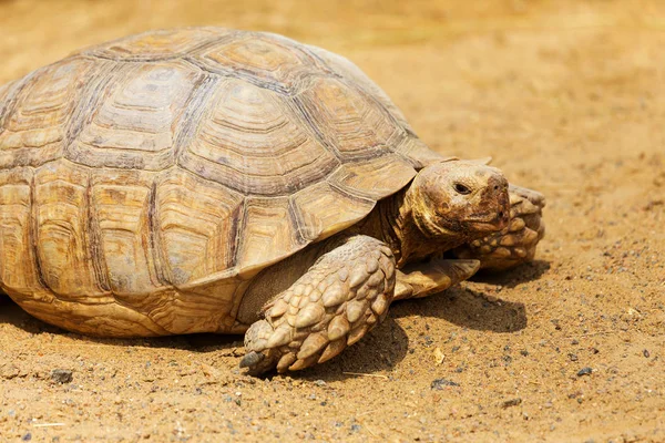 Very large turtle with powerful columnar legs and a relatively small head. Slow life of land tortoises in the biopark of Odessa.