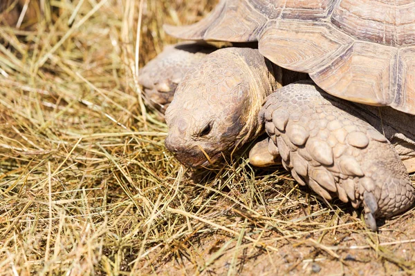 Very large turtle with powerful columnar legs and a relatively small head. Slow life of land tortoises in the biopark of Odessa.