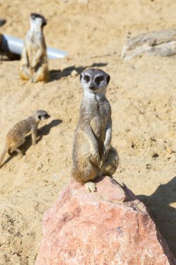 koruma ve güvenlik için kum zeminde oturan çöl faresi (Suricata suricatta)