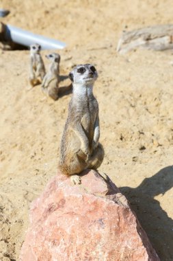 Güvenlik ve güvenlik için kayanın üzerine oturmuş büyüleyici çöl faresi (Suricata suricatta),