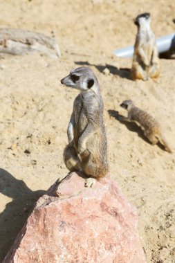 koruma ve güvenlik için kum zeminde oturan çöl faresi (Suricata suricatta)