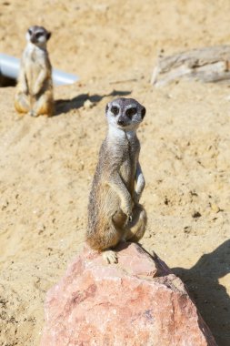 koruma ve güvenlik için kum zeminde oturan çöl faresi (Suricata suricatta)