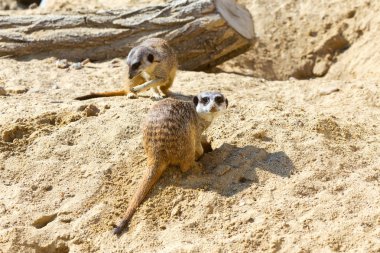 kum, seçici odak grup büyüleyici fundalıklardır kazma burrows