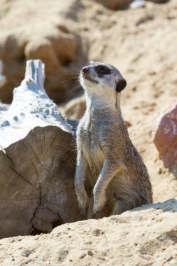 koruma ve güvenlik için kum zeminde oturan çöl faresi (Suricata suricatta)