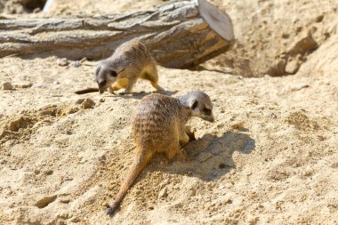 kum, seçici odak grup büyüleyici fundalıklardır kazma burrows
