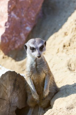 koruma ve güvenlik için kum zeminde oturan çöl faresi (Suricata suricatta)