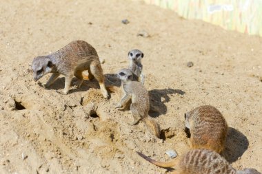 kum, seçici odak grup büyüleyici fundalıklardır kazma burrows