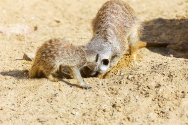 kum, seçici odak grup büyüleyici fundalıklardır kazma burrows