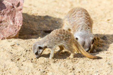 kum, seçici odak grup büyüleyici fundalıklardır kazma burrows