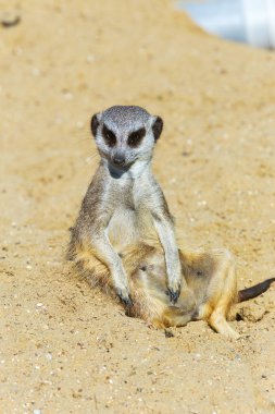 koruma ve güvenlik için kum zeminde oturan çöl faresi (Suricata suricatta)