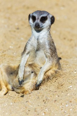 koruma ve güvenlik için kum zeminde oturan çöl faresi (Suricata suricatta)
