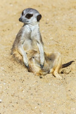 koruma ve güvenlik için kum zeminde oturan çöl faresi (Suricata suricatta)