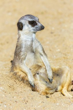 koruma ve güvenlik için kum zeminde oturan çöl faresi (Suricata suricatta)