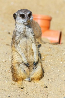 koruma ve güvenlik için kum zeminde oturan çöl faresi (Suricata suricatta)