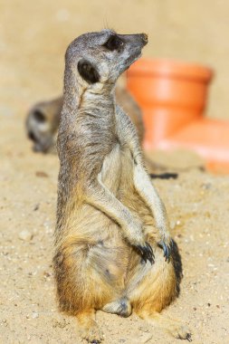 koruma ve güvenlik için kum zeminde oturan çöl faresi (Suricata suricatta)