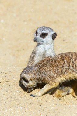 koruma ve güvenlik için kum zeminde oturan çöl faresi (Suricata suricatta)