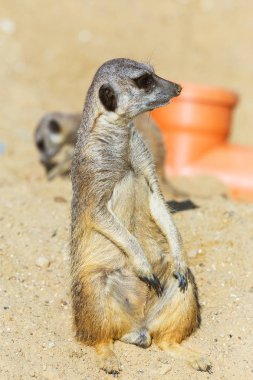 koruma ve güvenlik için kum zeminde oturan çöl faresi (Suricata suricatta)