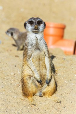 koruma ve güvenlik için kum zeminde oturan çöl faresi (Suricata suricatta)